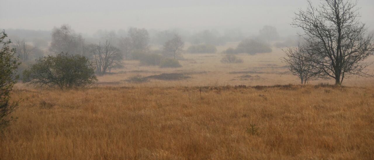 Fagne rousse sous la brume, arbres épars sur le plateau.